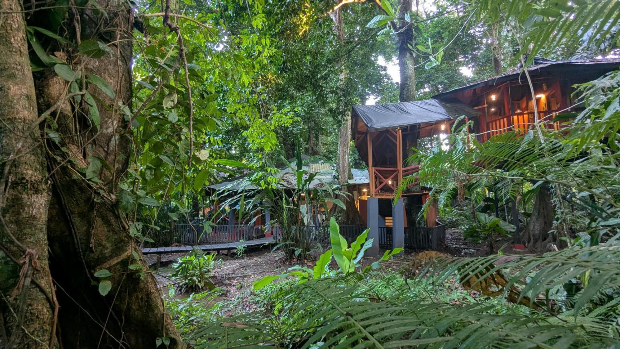 Tree House Beachfront Lodge Puerto Viejo de Talamanca Exteriör bild